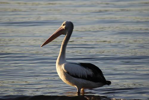 Australian Pelican  _DSC0291. Fauna Australian Birds 1 DVD 