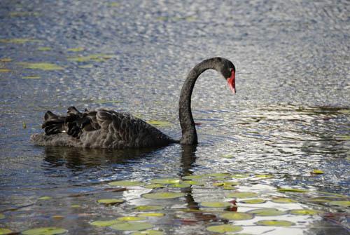 Australian Black Swan _DSC0168 -  Fauna Australian Birds 1 