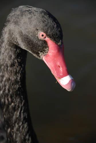 Australian Black Swan _DSC0100 -  Fauna Australian Birds 1 DVD