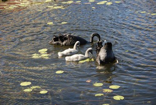 Australian Black Swans and Cygnets  9 _DSC0149 -  Fauna Australian Birds 1 DVD