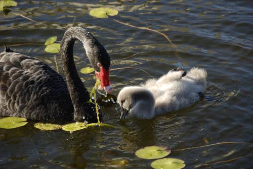 Australian Black Swan and Cygent 5  _DSC0200 -  Fauna Australian Birds 1 DVD
