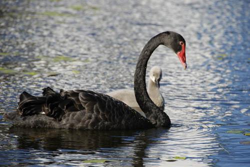 Australian Black Swan and Cygnet 12  _DSC0167-  Fauna Australian Birds 1 DVD
