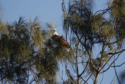 Bri Kite Resting _DSC0019 -  Fauna Australian Birds 1 DVD