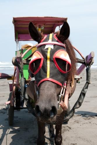 Horse Face - Indonesia, Beach Scene, Tourism _DSC8767