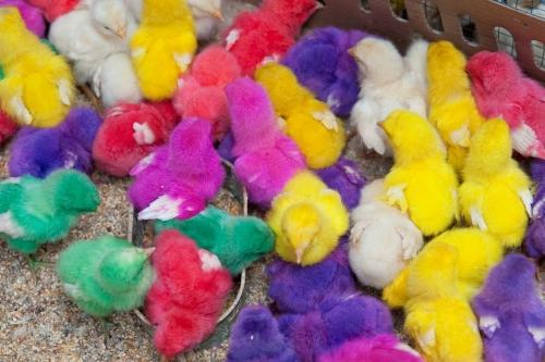 Colourful Chicks - Indonesia, Fauna, TWL _DSC8348