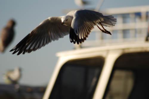 Silver Gull in Flight 2 _DSC0201 -  Fauna Australian Birds 1 DVD.