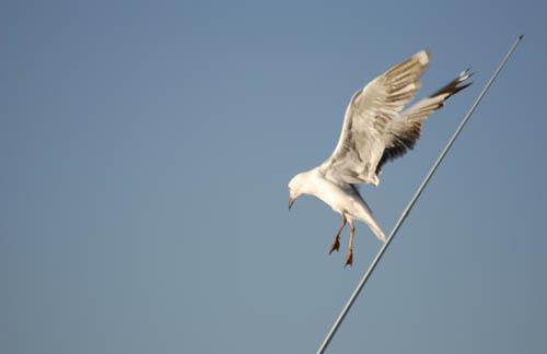 Silver Gull on Tightrope. -  Fauna Australian Birds 1 DVD.