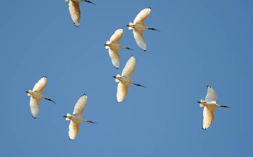 Australian White Ibis in Flight 173  -  Fauna Australian Birds 1 DVD