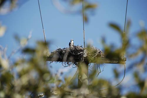 Osprey at Nest _DSC0007.-  Fauna Osprey 2 DVD - Mangroves 2