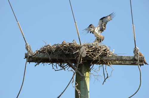 Osprey Returns to Nest - DSC_1068.-  Fauna Osprey 2 DVD - Mangroves 1