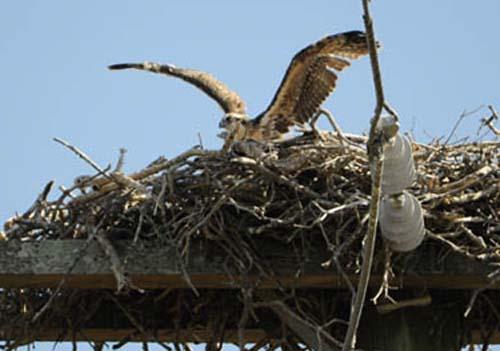 Osprey at Nest Site Juvenile 2 DSC_1512 -  Fauna Osprey 2 DVD - Mangroves 4