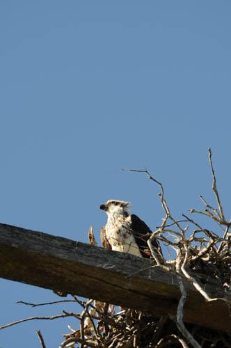 Osprey at Nest Site 1  DSC_1414 -  Fauna Osprey 2 DVD - Mangroves 4