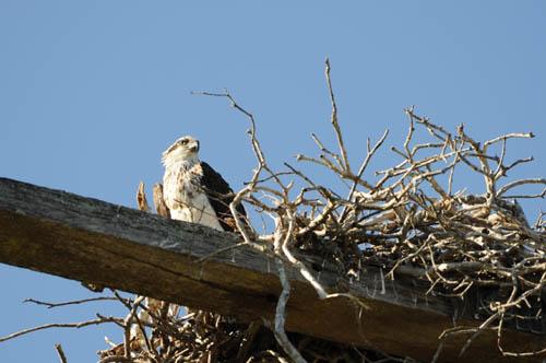 Osprey at Nest Site 2 DSC_1411 -  Fauna Osprey 2 DVD - Mangroves 4