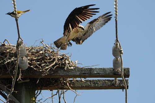 Osprey at Nest Site Harassment 7 DSC_1486 -  Fauna Osprey 2 DVD - Mangroves 4