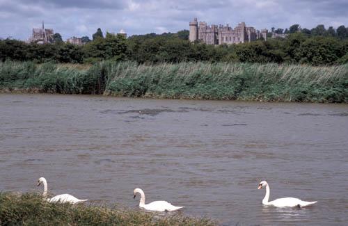 Arundel Castle Cathedral Swans on River Arun 3 - UK BPM Box 2 File 2  m 2 13