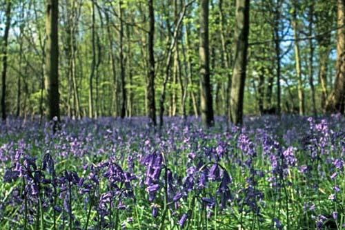 1 English Bluebells in  Beech Tree Wood - Box 2 England File 4 m4 19 Enviro Flora 