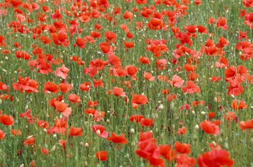 1 Field of Wild Poppies - Box 2 England File 4 m8 16 Enviro Flora