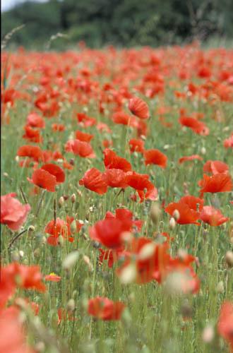 2 Field of Wild Poppies - Box 2 England File 4 m8 17 Enviro Flora  