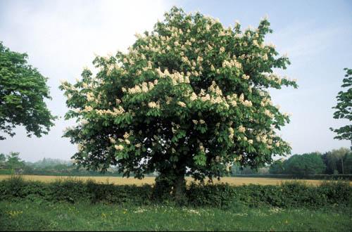 The Common Horse Chestnut Tree with flowers - Box 2 UK England File 4 m11 7 Enviro Flora 