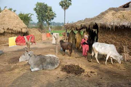 Rural Village Housing_DSC0186 DVD India Bihar Rural Lifestyle Village Scene Housing Cows Lady