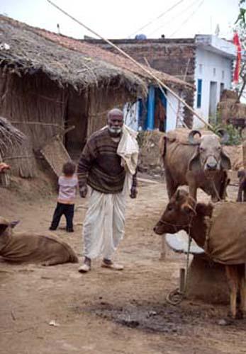 Buffalo Part of the Family_DSC0044 DVD India Bihar Rural Lifestyle Street Scene Housing Elderly man Buffalo