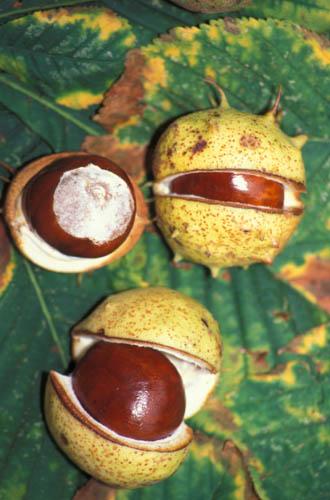 1 Common Horse Chestnuts Fruits - Box 2 England File 4 m12 12 Enviro  Flora  