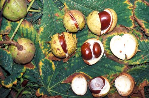 2 Common Horse Chestnuts Fruits, Exposing Conkers - Box 2 UK England File 4 m12 8 Enviro Flora 