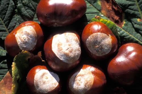 Common Horse Chestnuts  Seeds, Conkers in UK - Box 2 UK England File 4 m12 12 Enviro Flora 