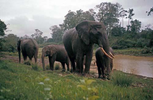 African Elephants at Watering Hole - Box 1 File 1 Africa Kenya m1 18  Fauna 