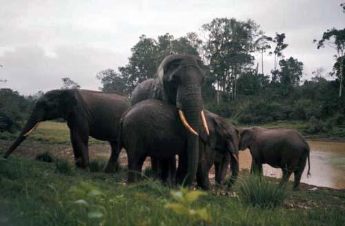 Herd of African Elephants - Box 1 File 1 Africa Kenya m1 17  Fauna 