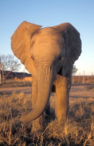 African Elephant - Head On - Africa Box 1 File 1 10m 10 Fauna