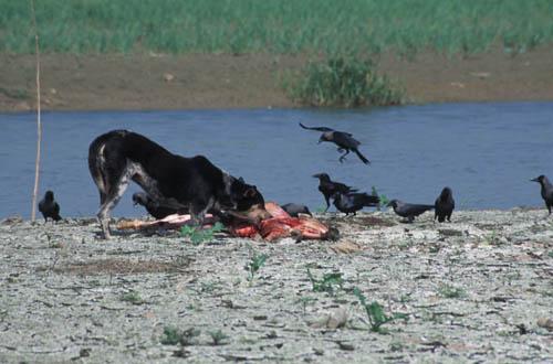 Scavaging - India River and Ocean Lifestyle Environment Bhagalpur Box 4 File 6 ns5 35 Feral Dog Eating Carcass