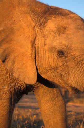 African Elephant - Ear and Eye - Africa Box 1 File 1 10m 12 Fauna 