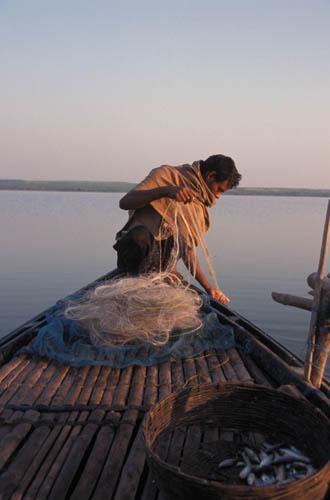 Survival - India River and Ocean Lifestyle People at Work Bhagalpur Box 4 File 6 ns1 21 Fisherman - catch in basket