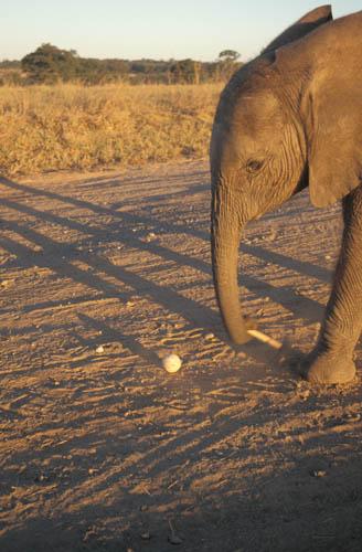 African Elephant - Anyone For Polo - Africa Box 1  File 1 10m 4 Fauna 