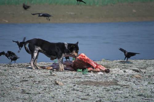 Scavaging by the Ganga - India River and Ocean Lifestyle Environment Bhagalpur Box 4 File 6 ns5 E Feral Dog Eating Carcass