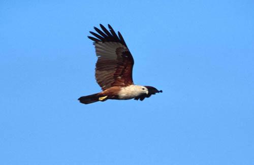 Brihminy Kite - In Flight - Box 4 India File 7 ns 6 32 Chilika Fauna 