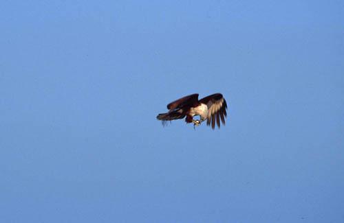 Brihminy Kite - Feeding in Flight - Box 4 India File 7 ns 6 28 Chilika Fauna 