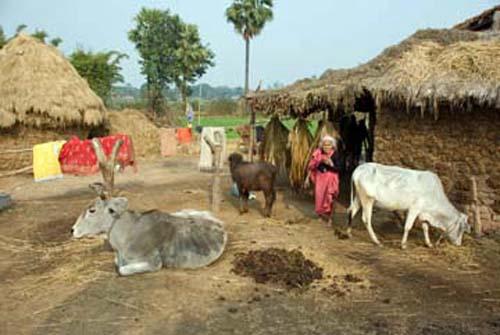1 Rural Housing. _DSC0186 India Bihar Rural Lifestyle Village Scene Housing Cows Lady_