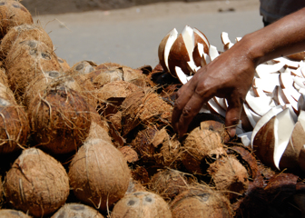 Coconut Vendor 