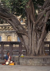 Under the Bodhi Tree 