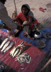 Street Fish Vendor 